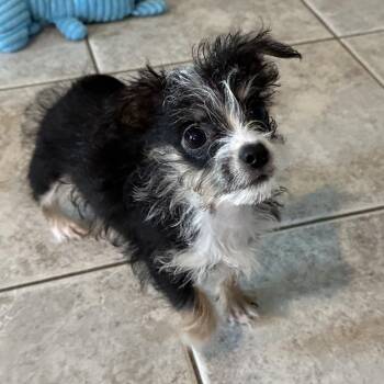 Chihuahua and Mixed Breed Dogs Available for Adoption - Mace | PetCurious