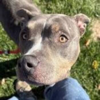 Rescue Mixed Breed Dogs for Adoption in Hilliard, Ohio - Nola | PetCurious