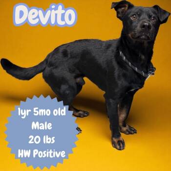 Rescue Australian Kelpie Dogs for Adoption in Sorrento, Louisiana - Devito | PetCurious