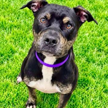 Ariel -  Terrier Dog for Adoption in Battle Creek, Michigan - Ariel | PetCurious