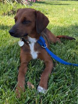 Lucky -  Irish Setter and Beagle Dog for Adoption in Elk Grove, California - Lucky | PetCurious