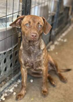 Rescue Terrier and Chihuahua Dogs for Adoption in Saugus, Massachusetts - Bianca | PetCurious