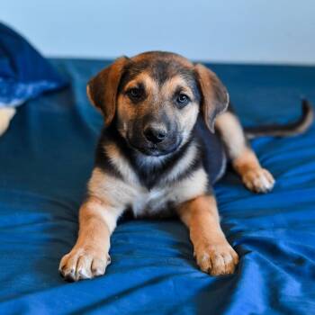 Samuel -  Shepherd Dog for Adoption in Fort Collins, Colorado - Samuel | PetCurious