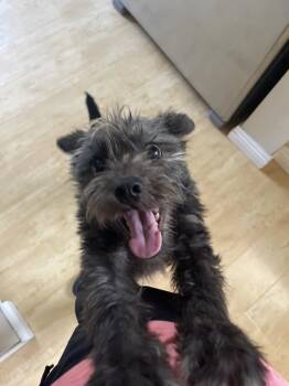 Bracken -  Mixed Breed Dog for Adoption in Los Angeles, California - Bracken | PetCurious