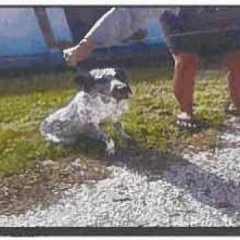 Cassius -  Australian Cattle Dog Blue Heeler and Mixed Breed Dog for Adoption in Tampa, Florida - Cassius | PetCurious