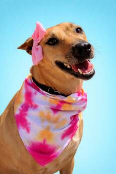 Basenji Dogs Available for Adoption in Scottsville, Kentucky - Star | PetCurious