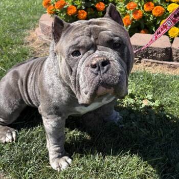 Winston -  Mixed Breed Dog for Adoption in Medford, Oregon - Winston | PetCurious