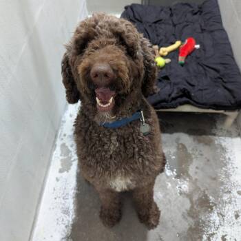 Jackson -  Standard Poodle and Labrador Retriever Dog for Adoption in Evansville, Indiana - Jackson | PetCurious