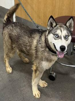 Husky Dogs Available for Adoption - A568860 | PetCurious