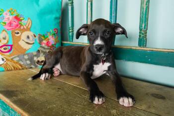 Rescue Boxer Dogs for Adoption in San Antonio, Texas - Rossi | PetCurious