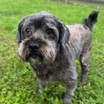 Shih Tzu Dogs Available for Adoption in Houston, Texas - Axel Levi | PetCurious