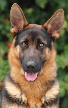 German Shepherd Dog Dogs Available for Adoption in Los Angeles, California - *Kingsley Von Karlum  | PetCurious