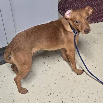 Filmore -  Mixed Breed Dog for Adoption in Springboro, Ohio - Filmore | PetCurious