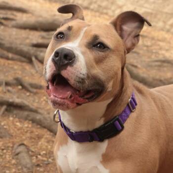 Mixed Breed Dogs Available for Adoption in Philadelphia, Pennsylvania - Churro | PetCurious