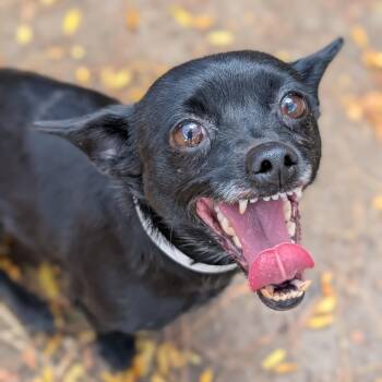 Nibbles -  Chihuahua Dog for Adoption in Mountain Center, California - Nibbles | PetCurious
