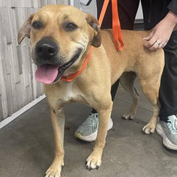 Yellow Labrador Retriever Dogs Available for Adoption in Tampa, Florida - Zara | PetCurious
