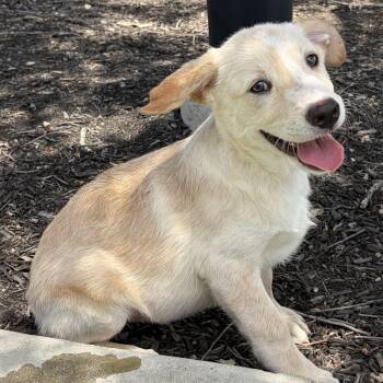 Sydney -  Great Pyrenees and Collie Dog for Adoption in Chatham, New Jersey - Sydney | PetCurious