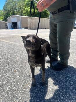 Cattle Dog and Mixed Breed Dogs Available for Adoption - Greta | PetCurious