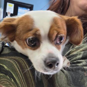 Ela -  Chihuahua Dog for Adoption in Newark, New Jersey - Ela | PetCurious