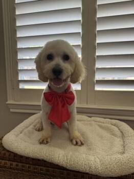 Rescue Maltese and Mixed Breed Dogs for Adoption in Houston, Texas - Q-Tip | PetCurious