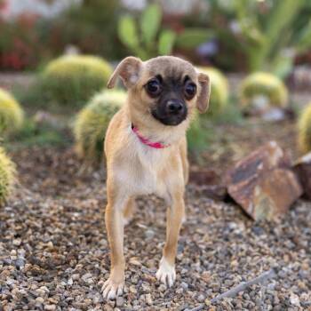 Chihuahua Dogs Available for Adoption in Palm Springs, California - Leia | PetCurious