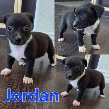 Chihuahua Dogs Available for Adoption - Jordan | PetCurious