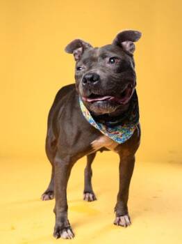 Lil Ol Lady -  Pit Bull Terrier Dog for Adoption in Atlanta, Georgia - Lil Ol Lady | PetCurious