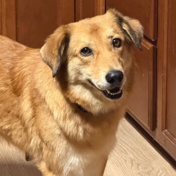 Rescue Mixed Breed and Retriever Dogs for Adoption - Margarita (Mom Of The Happy Hour Litter) | PetCurious