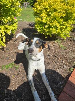 Peanut -  Mountain Cur and Cattle Dog Dog for Adoption in Wilmington, North Carolina - Peanut | PetCurious