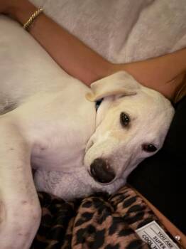 Finch -  English Coonhound Dog for Adoption in Wando, South Carolina - Finch | PetCurious