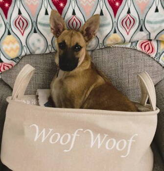 Rescue Chihuahua and Carolina Dog Dogs for Adoption in Mount Laurel Township, New Jersey - Esme | PetCurious