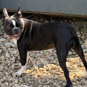 Ari -  Boston Terrier Dog for Adoption in Sinking Spring, Pennsylvania - Ari | PetCurious