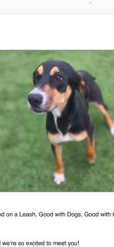 Liberty Dixon -  Hound Dog for Adoption in Rockaway, New Jersey - Liberty Dixon | PetCurious