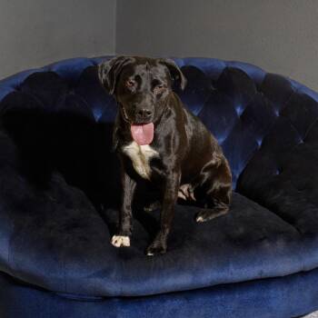 Hurley -  Pit Bull Terrier and Mixed Breed Dog for Adoption in Brock, Texas - Hurley | PetCurious