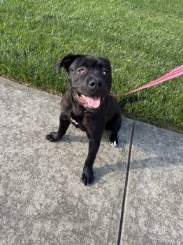 Pit Bull Terrier Dogs Available for Adoption in Charlotte, North Carolina - DOM | PetCurious