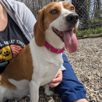 Mixed Breed and Beagle Dogs Available for Adoption in West Olive, Michigan - Daisie | PetCurious