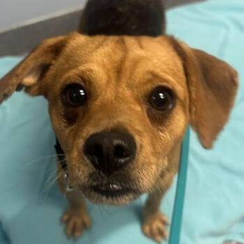 Taro -  Mixed Breed Dog for Adoption in Canal Winchester, Ohio - Taro | PetCurious