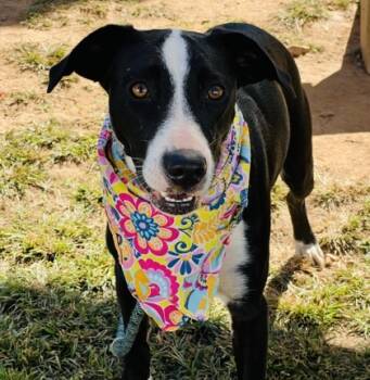 Rescue Mixed Breed Dogs for Adoption in Seneca, South Carolina - Precious | PetCurious
