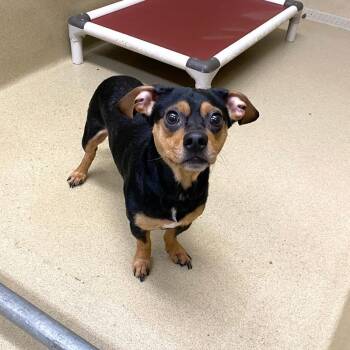 Jack -  Chiweenie Dog for Adoption in Monroe, Georgia - Jack | PetCurious