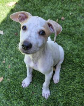 Kix -  Chihuahua Dog for Adoption in Austin, Texas - Kix | PetCurious
