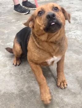261288  Megatron -  Hound and Shepherd Dog for Adoption in Wetumpka, Alabama - 261288  Megatron | PetCurious