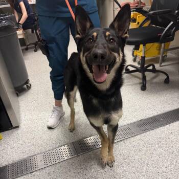 German Shepherd Dog Dogs Available for Adoption - Sasha | PetCurious