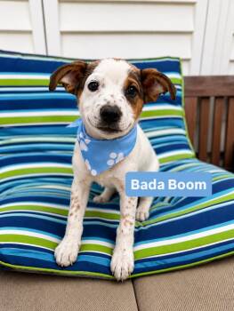Bada Boom -  Australian Shepherd and Great Pyrenees Dog for Adoption in Newport Beach, California - Bada Boom | PetCurious