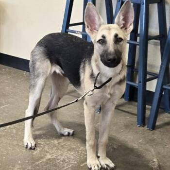 Dahlia -  German Shepherd Dog Dog for Adoption in Champaign, Illinois - Dahlia | PetCurious