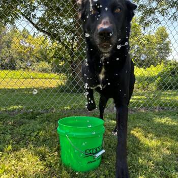 Molly -  Black Labrador Retriever Dog for Adoption in Marshalltown, Iowa - Molly | PetCurious