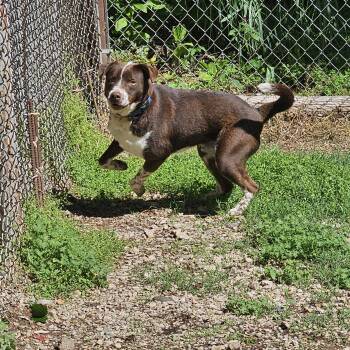 Pointer Dogs Available for Adoption in Cleveland, Oklahoma - Chance  | PetCurious