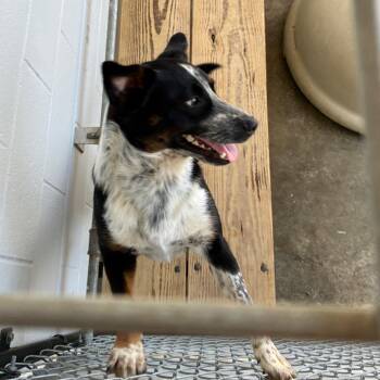 Jax -  Australian Shepherd and Australian Cattle Dog Blue Heeler Dog for Adoption in Morganfield, Kentucky - Jax | PetCurious