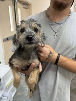 Seance -  Yorkshire Terrier and Dachshund Dog for Adoption in Pottstown, Pennsylvania - Seance | PetCurious
