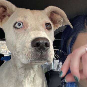 Mixed Breed Dogs Available for Adoption - Everest | PetCurious