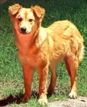 Mixed Breed Dogs Available for Adoption in Dallas, Texas - Pringles | PetCurious